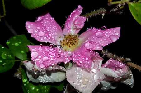 Pink rose pink flower species rose