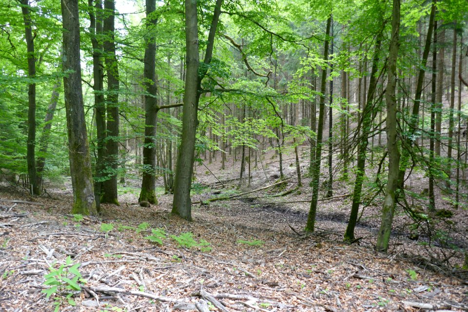 Brilon - NSG Eselsbruch, Harlebachsystem 07