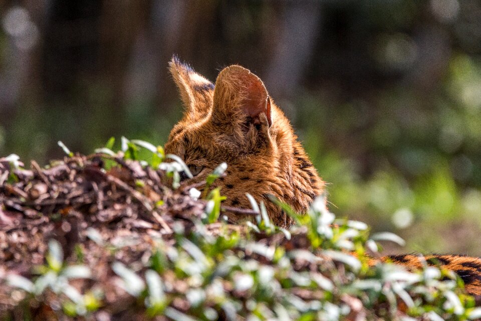 Feline medium-sized wild cat hide