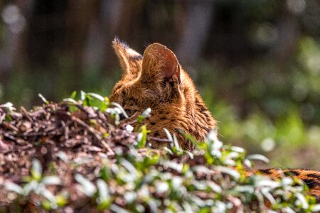 Feline medium-sized wild cat hide