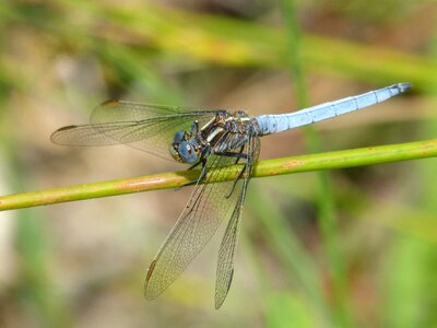 Greenery detail orthetrum coerulescens photo