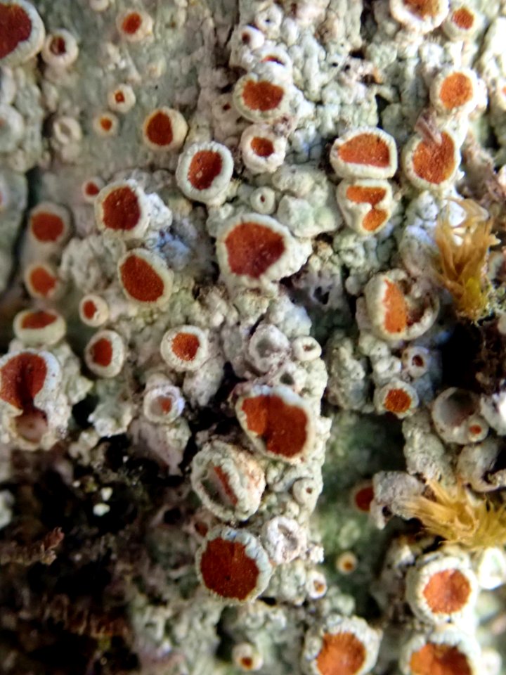 Brigantiaea chrysosticta 63533684