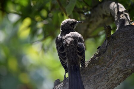 Fauna ave little bird