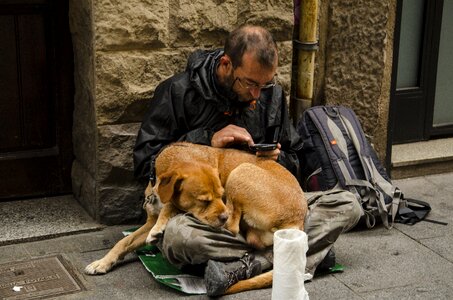 Animal pet stray photo