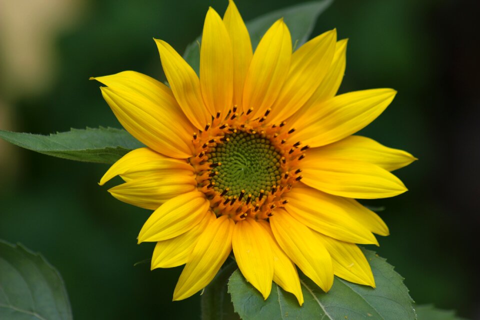 Flower petal yellow flower