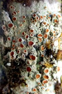 Brigantiaea chrysosticta 63533686