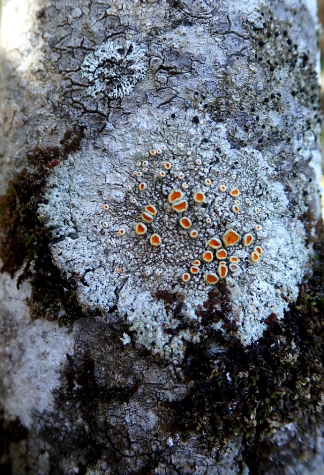 Brigantiaea chrysosticta 52285248