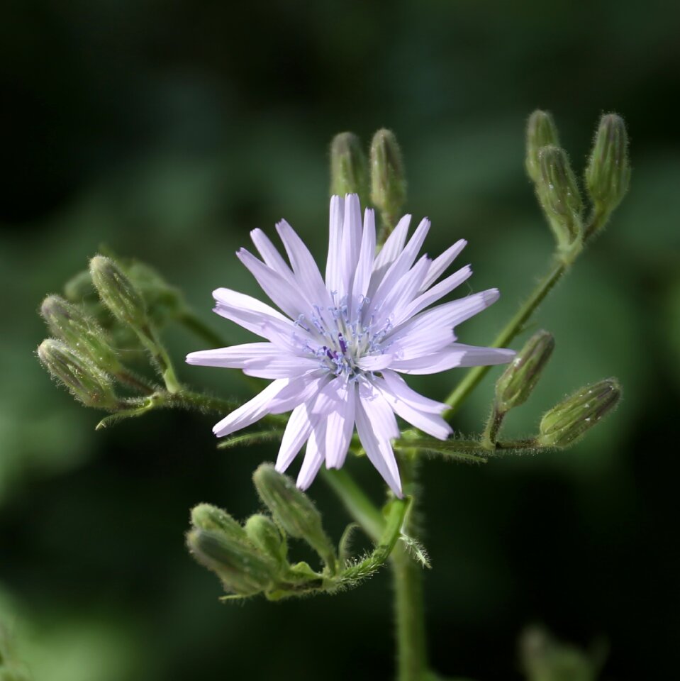 Plant garden nature