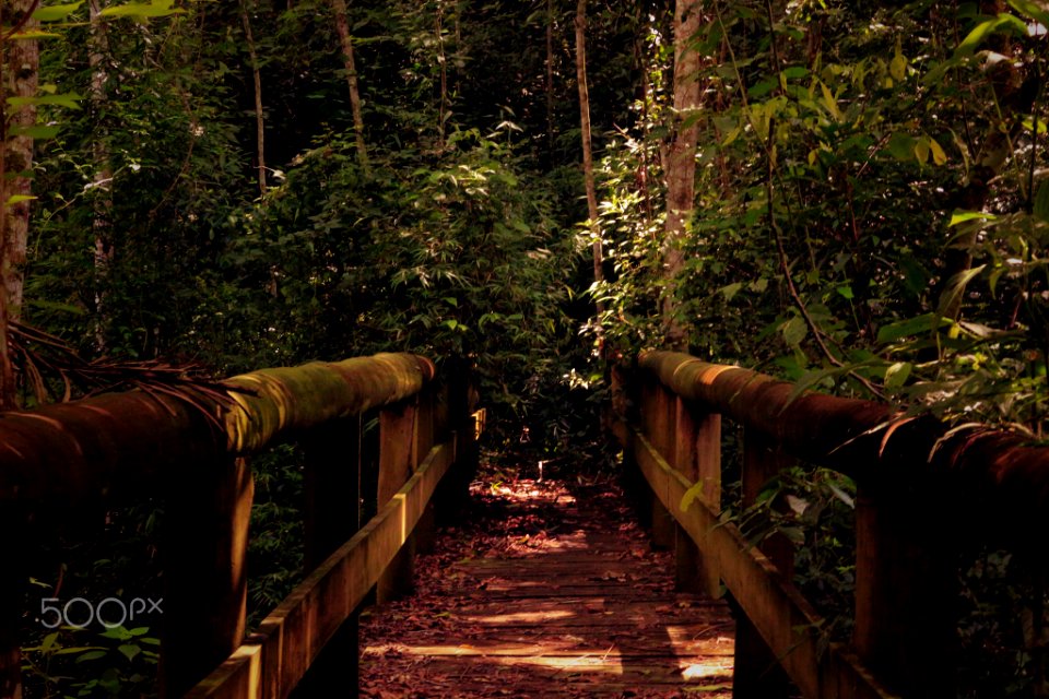Bridge In Nature (187435115)