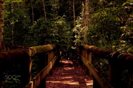 Bridge In Nature (187435115)