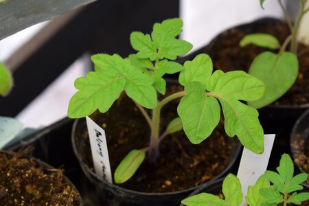 Seedlings vegetables vegetable
