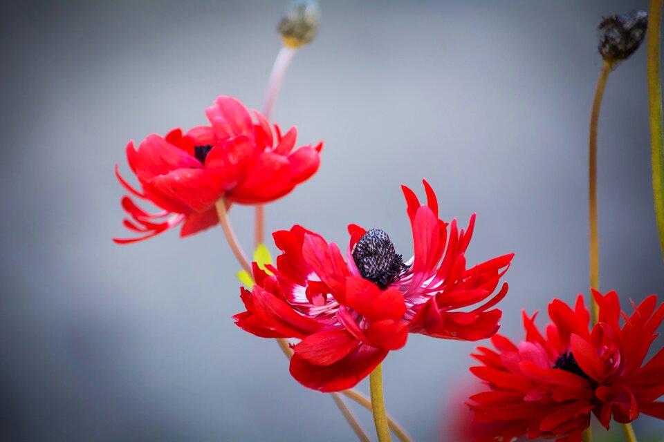 Flower red flowers flowers