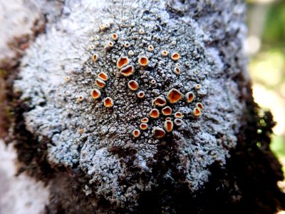 Brigantiaea chrysosticta 52284912