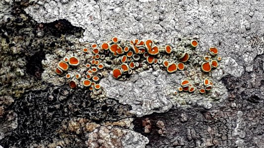 Brigantiaea chrysosticta 25896259