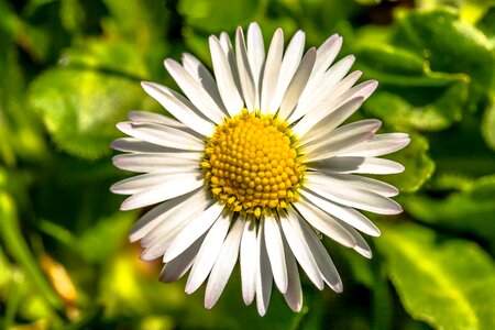 Multiannual daisy composites asteraceae photo