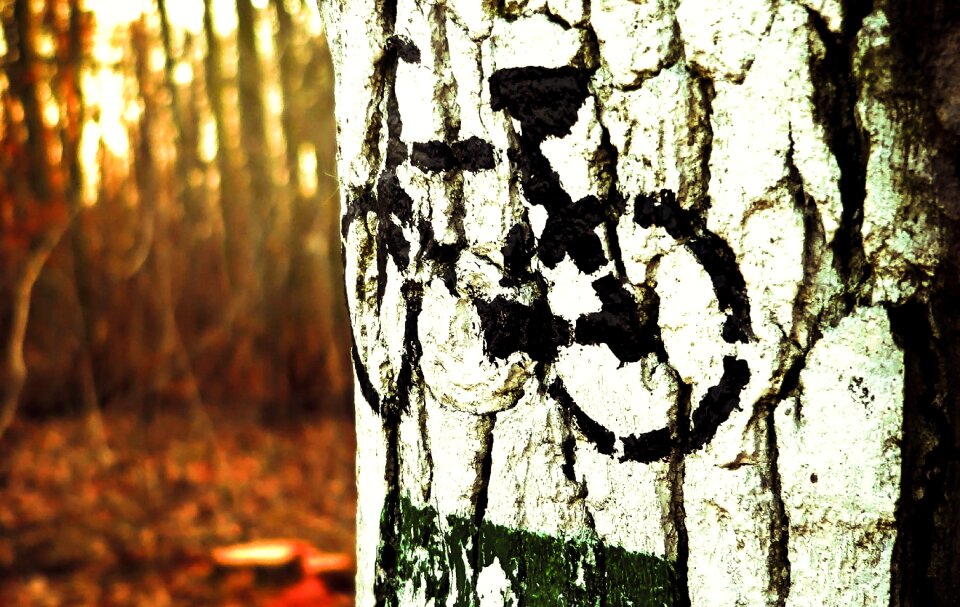 Forest leisure relaxation