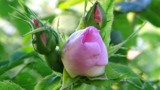Buds pink flower
