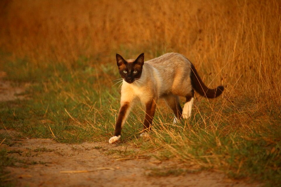 Siamese cat siamese siam