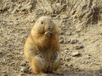 Prairie dog animals zoo