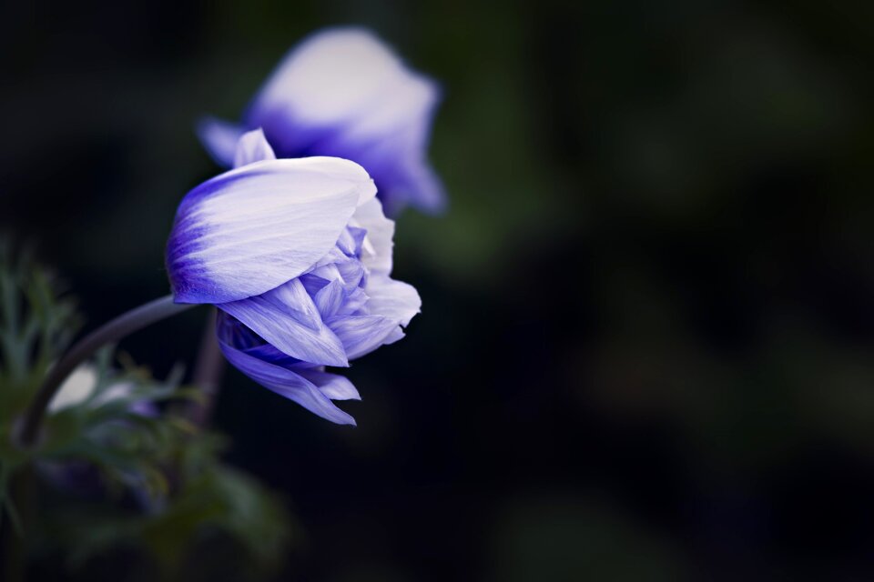 Bloom closed flower twilight
