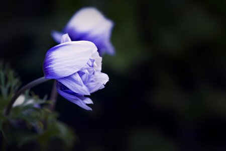 Bloom closed flower twilight