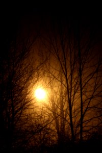 Bright Light Trees 1
