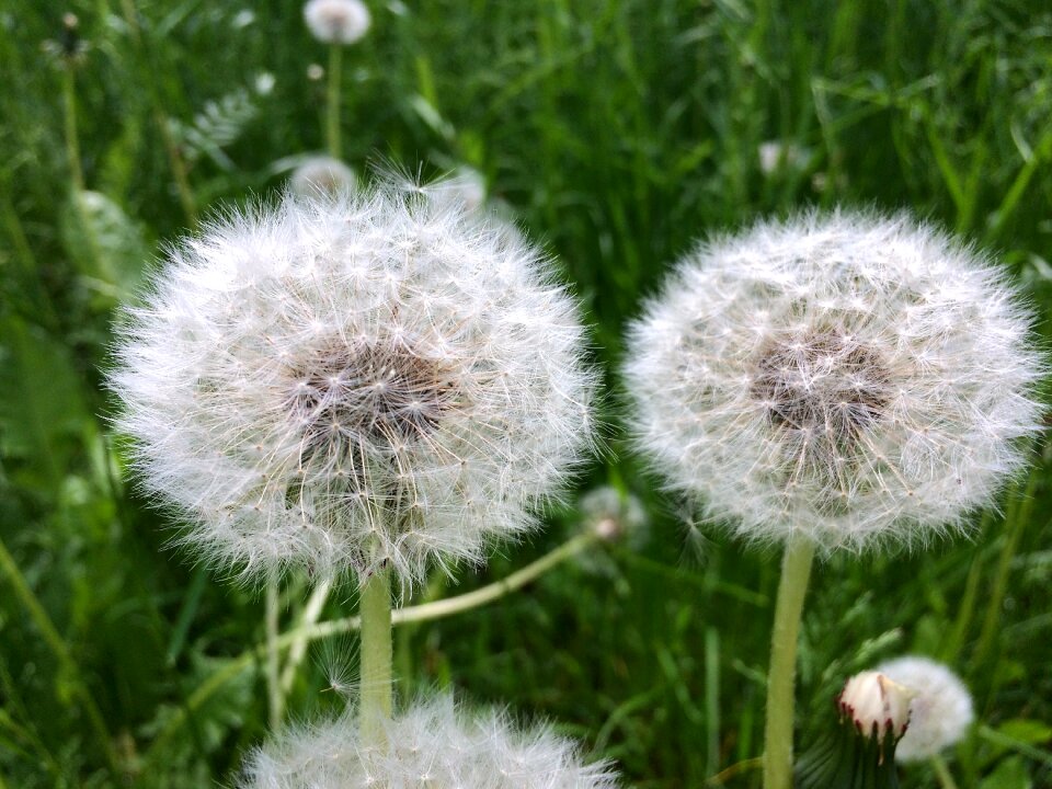 Summer furry flower
