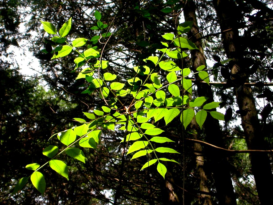 Bright leaves japanese nature