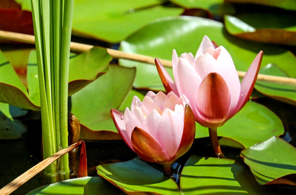 Bloom bloom pink