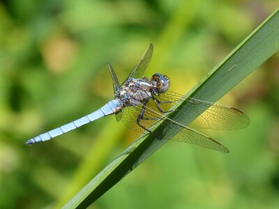 Beauty winged insect blue photo