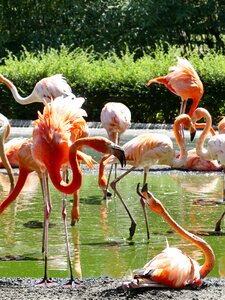 Bird zoo pink flamingo