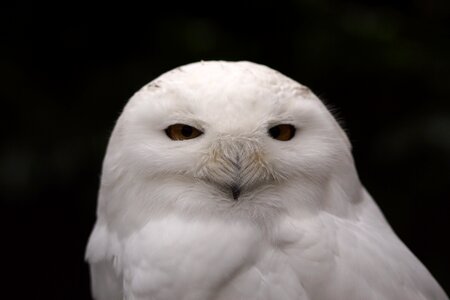 Snowy owl white bird