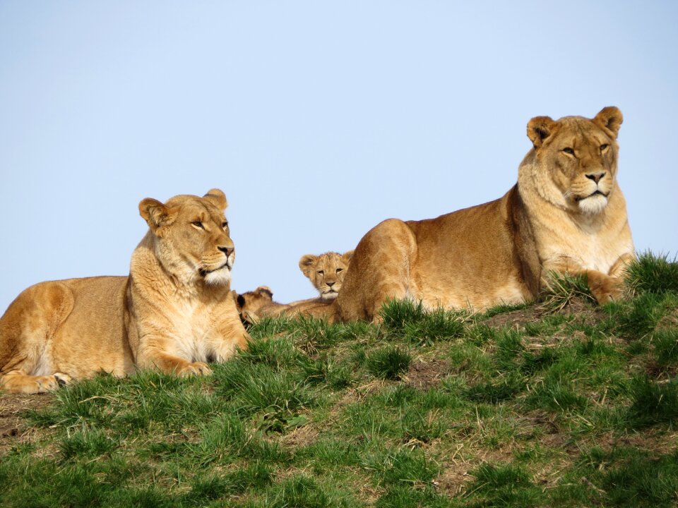 Lioness mother nature