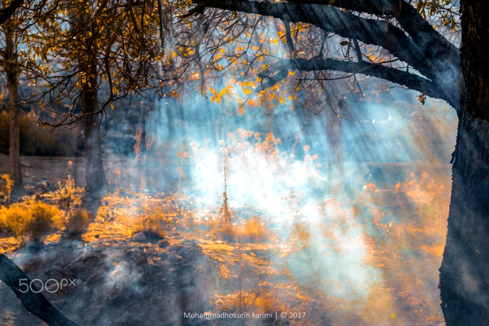 Bright Light (248143055)