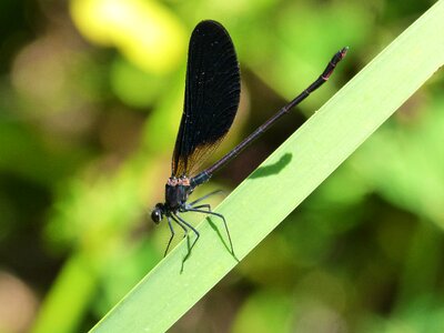 Detail beauty winged insect photo