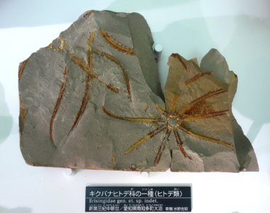 Brisingidae gen. et. sp. indet. - National Museum of Nature and Science, Tokyo - DSC06939