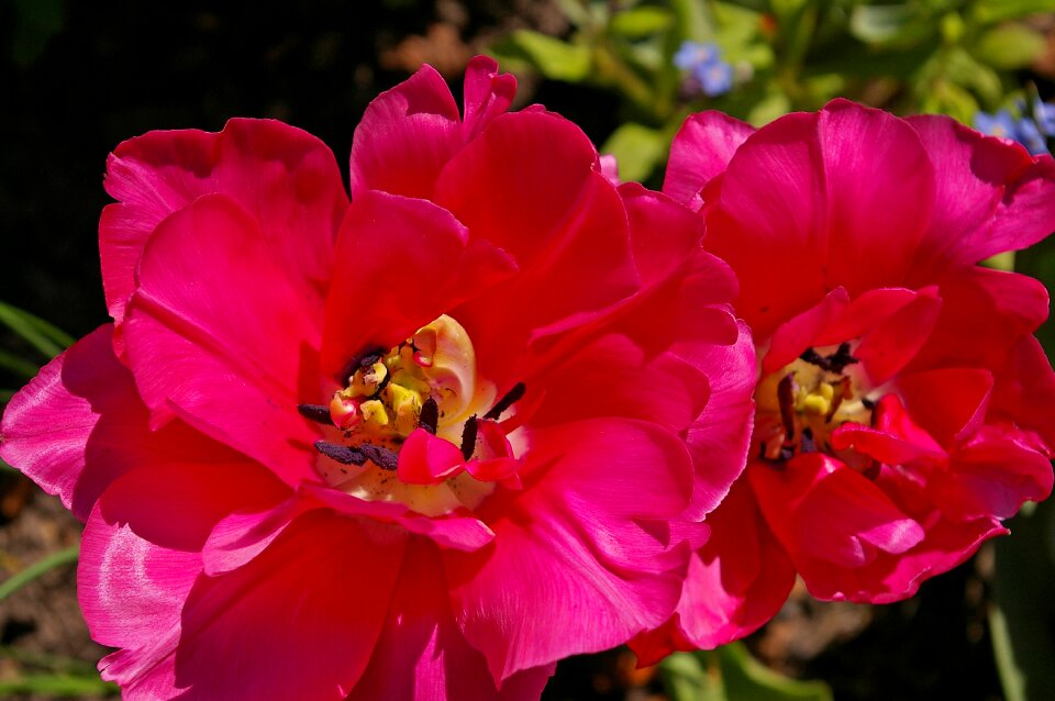 Flower spring nature