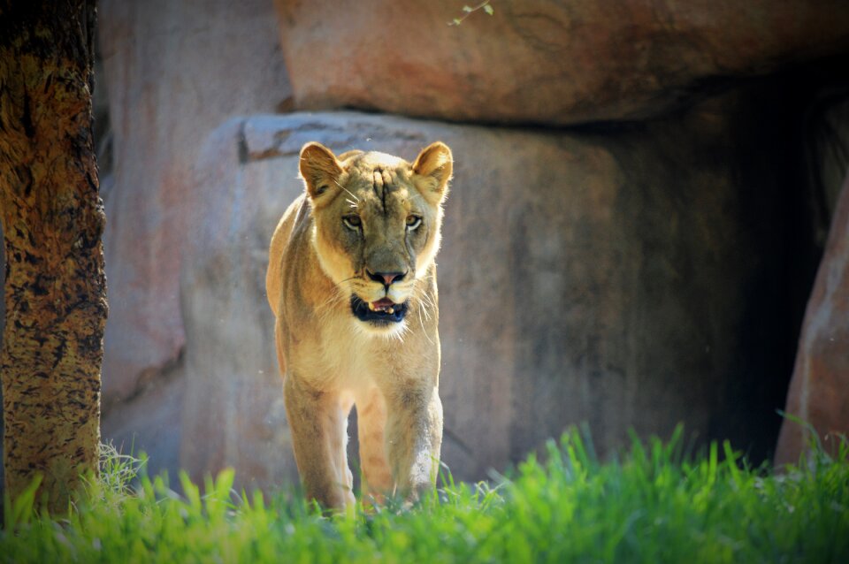 Lioness safari park san diego