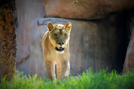 Lioness safari park san diego photo
