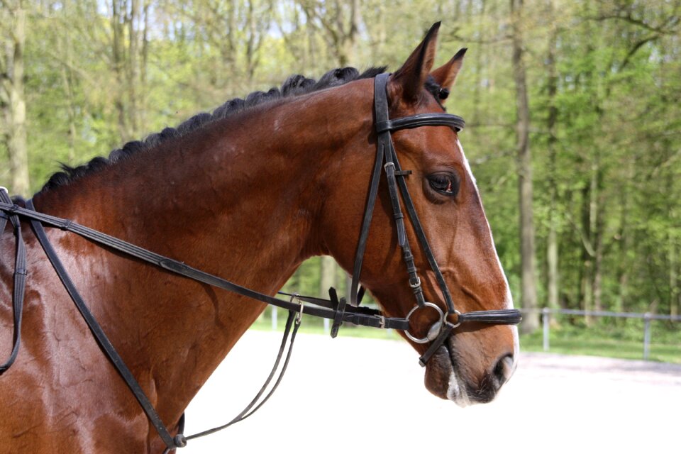 Ride equestrian tournament