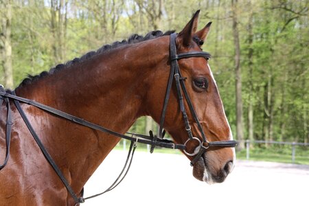 Ride equestrian tournament