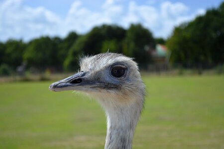 Animal animals nature