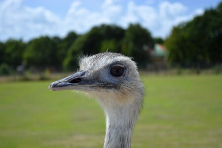 Animal animals nature photo