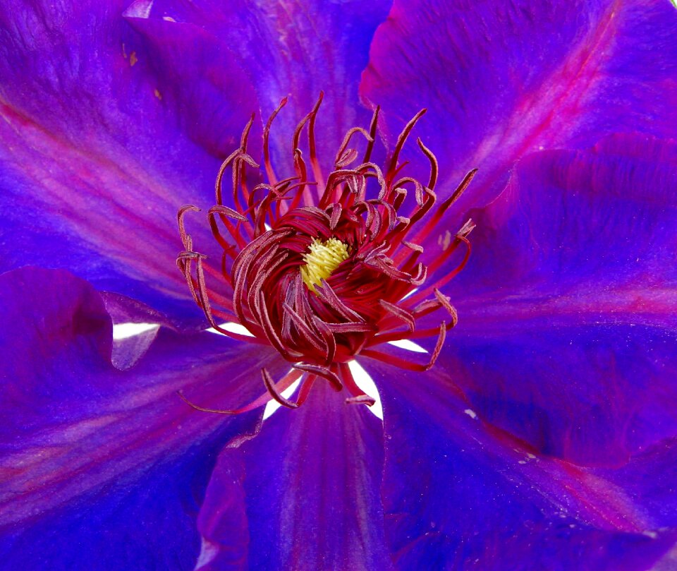Bloom close up flower