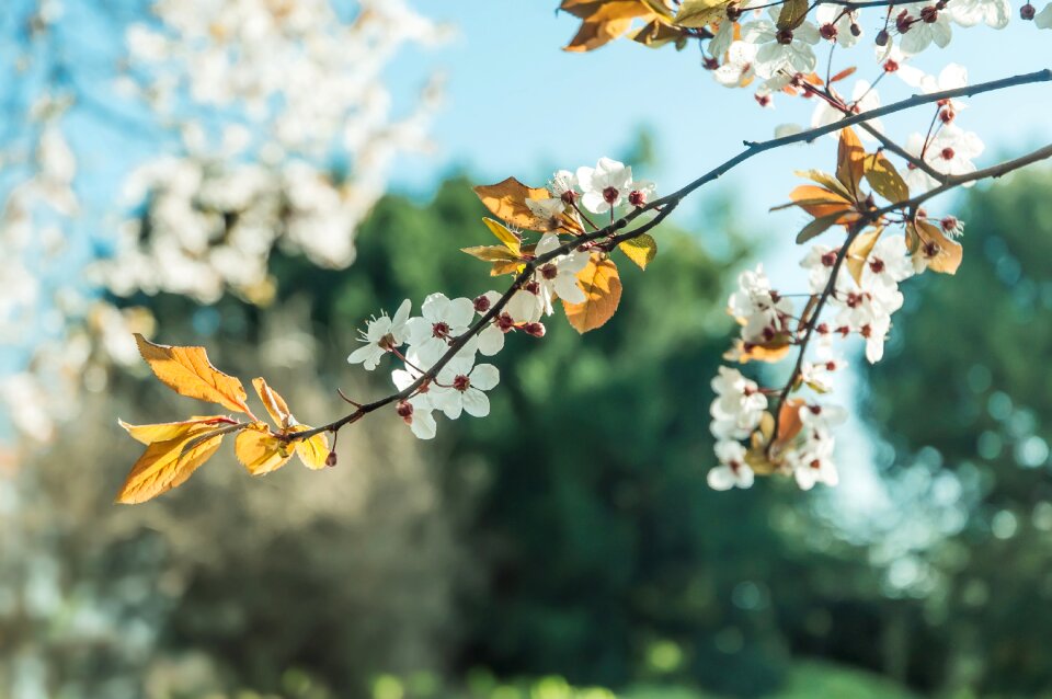 Floral season blooming