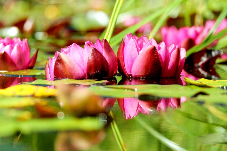 Bloom bloom pink