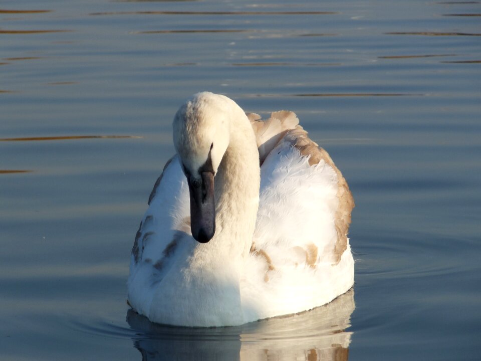 Duck animal pond