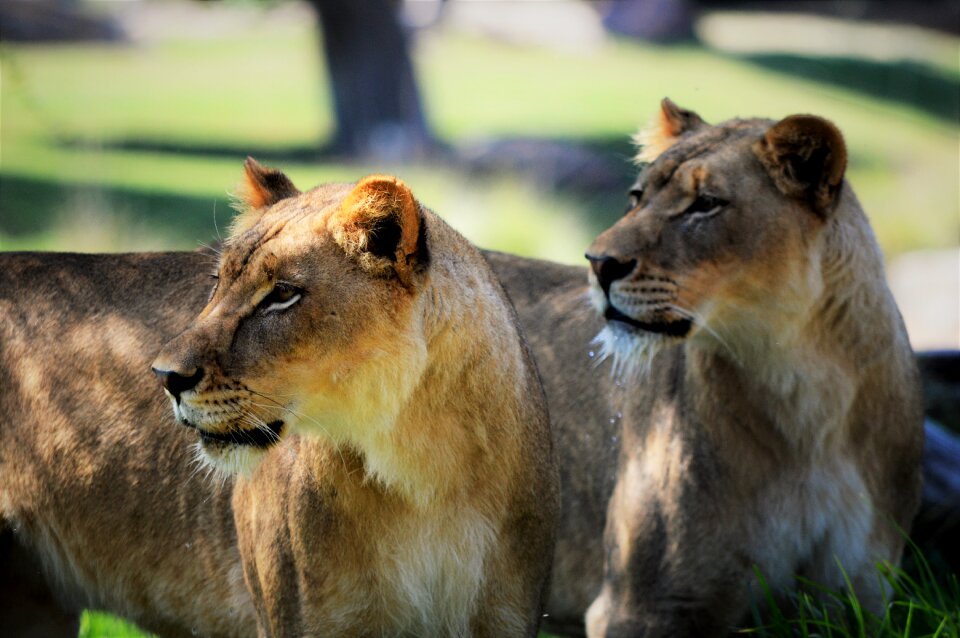 Lioness safari park san diego
