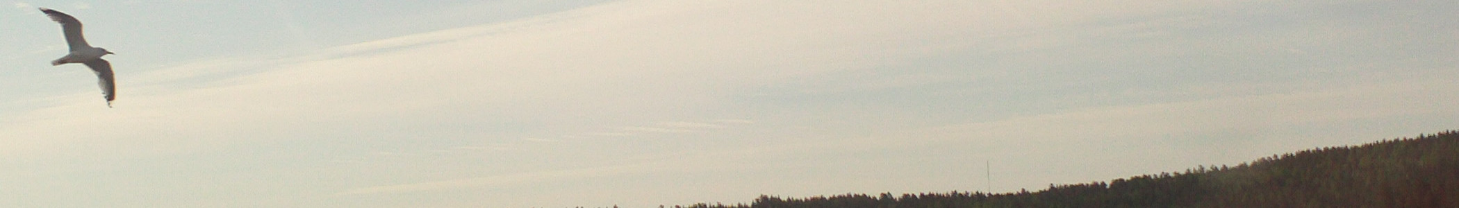 Central Finland banner Flying bird