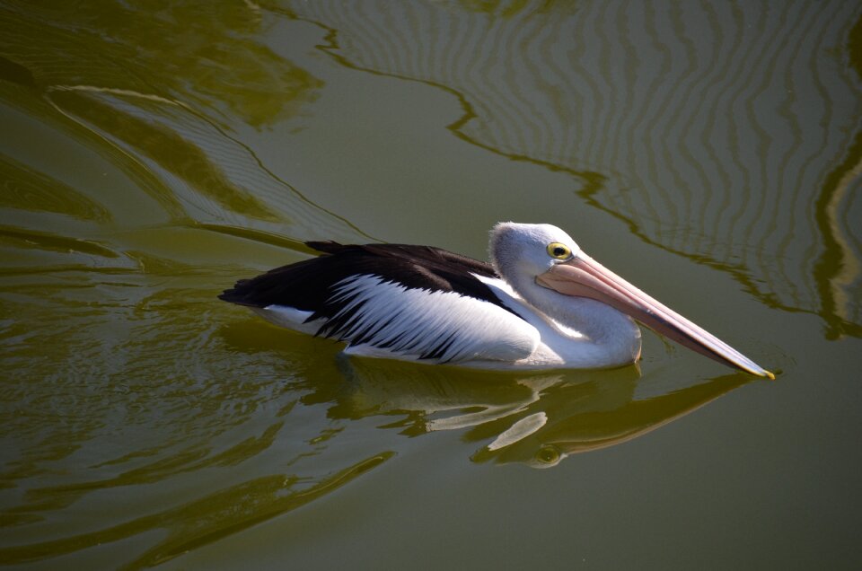 Pelican bird swimming